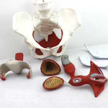 PELVIS07 (12344) Medical Anatomy Female Pelvic Muscles and Organs Models